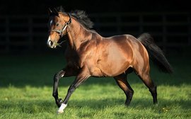 Prolific sire Fast Company dies at the age of 15