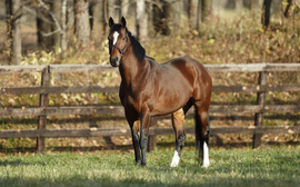 Why the Japanese breeding mindset is so much better for the long-term health of horse racing