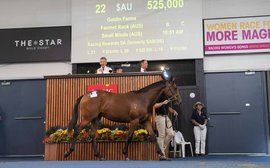Sale Preview: Magic Millions Adelaide Yearling Sale