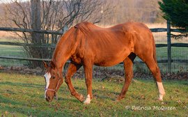Another daughter of Secretariat is discovered - and she’s 30 tomorrow