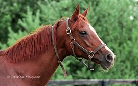 A charismatic filly the crowds flocked to see