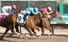 This one goes up to 11: Meet Sharp Warning, the winningmost horse in North America in 2025