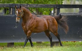 Signs of a change of fortune for super Snitzel