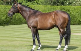 Frankel’s fee shoots up to £275,000 after sensational year