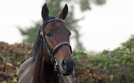 ‘Baaeed had everything’ – William Haggas on the Europe’s champion racehorse