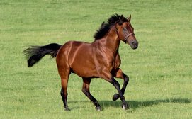 Why Dubawi looks set to take over as world number one