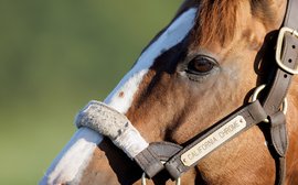 California dreamin’ – the inside story of California Chrome