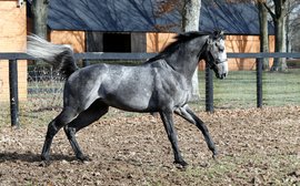 Mighty Arrogate is euthanized after mystery illness