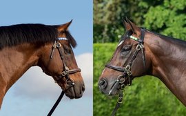 The world’s ten most expensive sires for 2025