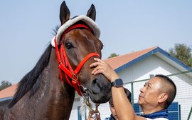 What’s been happening: Romantic Warrior in Dubai, Thorpedo Anna jawbone repair, Chantal Sutherland comeback and more …