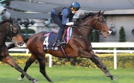 Home team look poised to dominate in Sha Tin spectacular