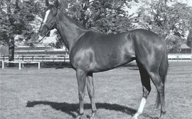 A champion filly who became one of the great foundation mares of modern times