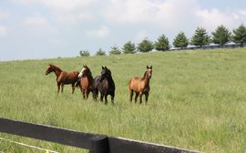 They’re doing something very right at the farm that bred both Justify and Vino Rosso