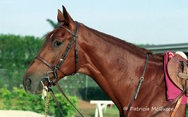 The young colt who led the way for Secretariat’s final crop