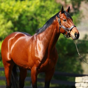 world's top ten most expensive sires for 2020 | Topics: Into Mischief, War Front, American Pharoah, Lord Kanaloa, Galileo, Medaglia D'Oro, Curlin, Kingman, Frankel, Dubawi, Tapit, Quality Road | Thoroughbred Racing Commentary
