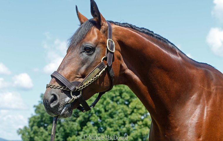 Stallion Big Brown Thriving In New York New York State Thoroughbred Breeding Development Fund Corporation