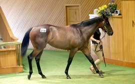 They’re just loving the Charm Spirit yearlings at Karaka