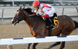 A life after racing: ‘Thoroughbreds are versatile’ – stakes winner Financial Modeling enjoying retired life in California