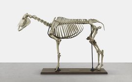 History of Horse Racing in 100 Objects: And the rest nowhere – the skeleton of Eclipse