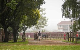 Sale Preview: BSA National Yearling Sale