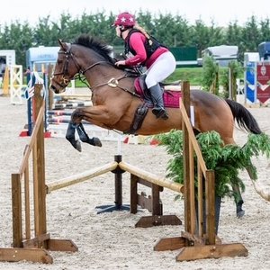 A life after racing: Jassaar – the grumpy old man who is very much part of the family | Topics: Shadwell, Retraining of Racehorses, Aftercare, A Life After Racing | Thoroughbred Racing Commentary