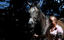 Stellar bloodlines on offer at Irish breeding stock sales