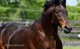 Farewell to a special horse who was ‘a piece of history’