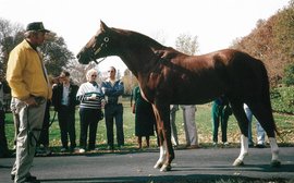 Up close and personal at the court of king Secretariat – recalling one acolyte’s pilgrimage