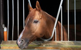 Think Justify is inexperienced - then look at what this horse achieved in his first four runs