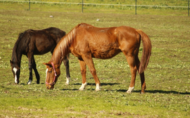 A beautiful horse who proved mares don’t have to be mean to be great