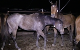 Calls for action grow after ‘heart-breaking’ film of cruelty to terrified ex-racehorses