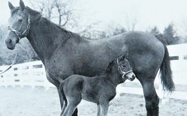 The race that celebrates an outstanding mare - and reminds us of her fabulous daughter