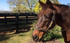 How an incredible Breeders’ Cup hero finally won a place in my heart