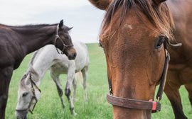 From the gloom of Covid comes a new audience getting hooked on the story of racing 