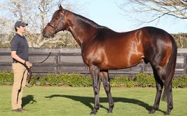 Shock death of young stallion is a huge blow for stud farm