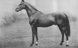 Cyllene: the sire who became a staple ingredient