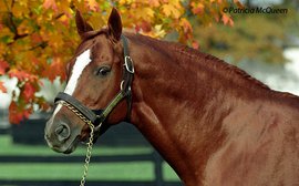 The son whose mighty Travers record was finally eclipsed by Arrogate