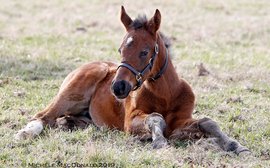 So what’s the verdict on Arrogate’s first foals?