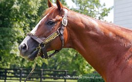 The uplifting story of this young stallion’s remarkable return from death’s door