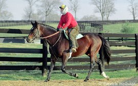 By a Triple Crown winner, out of a Triple Crown winner: no wonder she was an instant ‘equine celebrity’