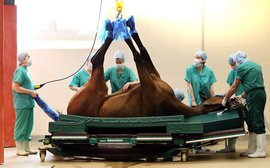 Where saving horses’ lives is all part of a day’s work