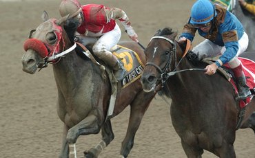 A life after racing: G1 winner My Trusty Cat living the good life at Our Mims Retirement Haven