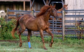 How a mare left to starve became the Queen of Alabama