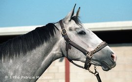Best of the best: Secretariat’s enduring influence on the Hall of Fame