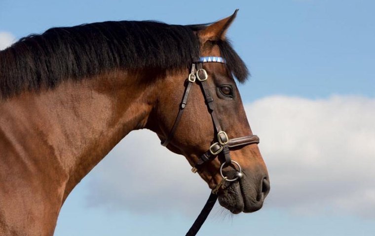 A Horse Called Hope (2021)