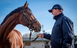 Irish Stallion Trail: over 30 stud farms open their doors as Ireland’s mighty stallions go on show