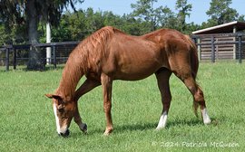 Maritime Traveler keeping the Secretariat show on the road