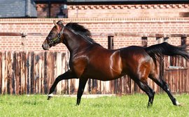 The world’s top stallions: why Oasis Dream remains such a valuable option