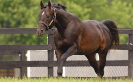 Breeders’ Cup: the roll of honour - and the rise of Pioneerof The Nile