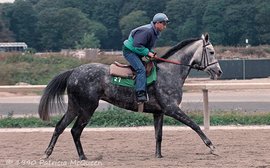 More than just a US phenomenon: how Secretariat’s progeny fared in Europe